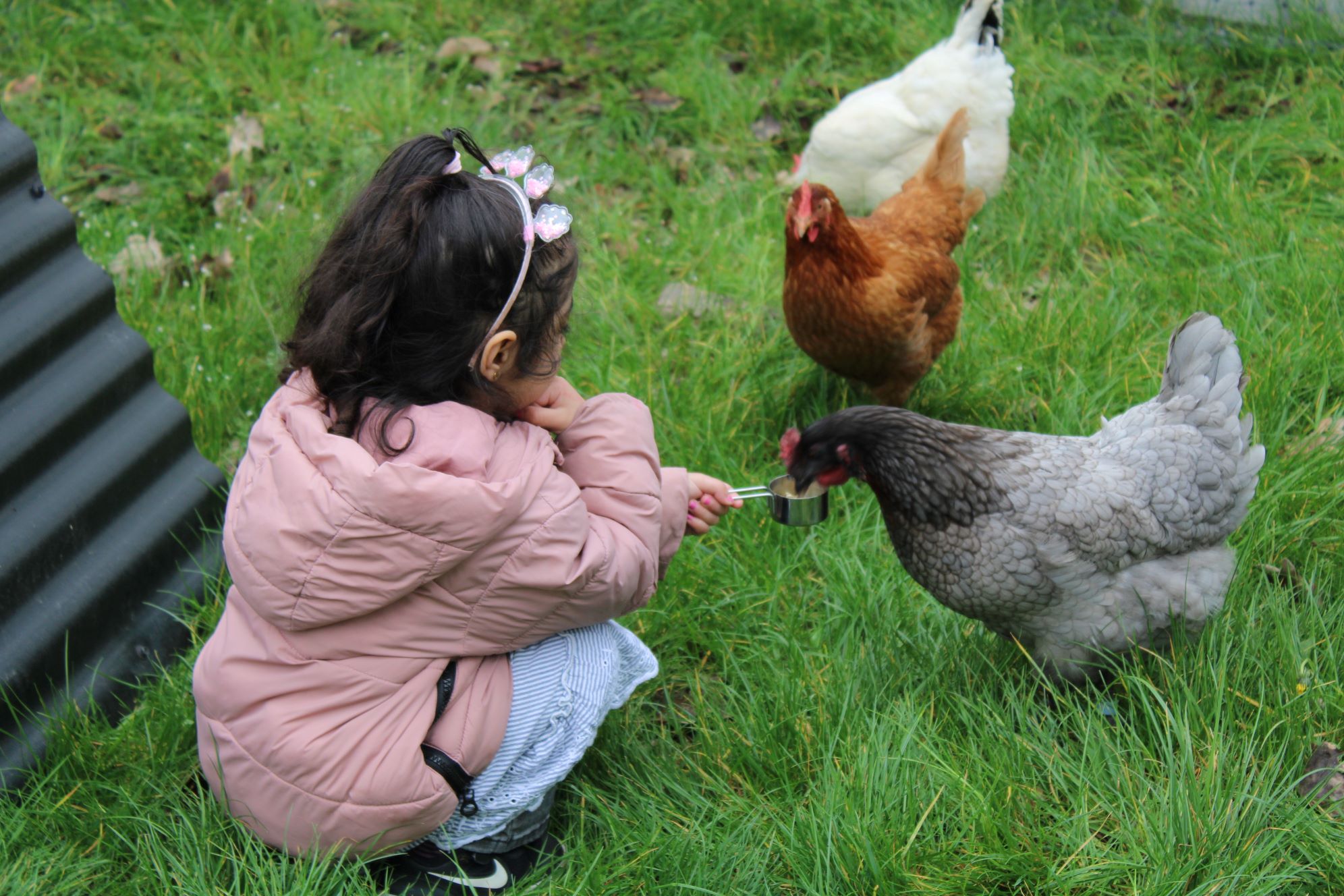 Ein Kind füttert Hühner.