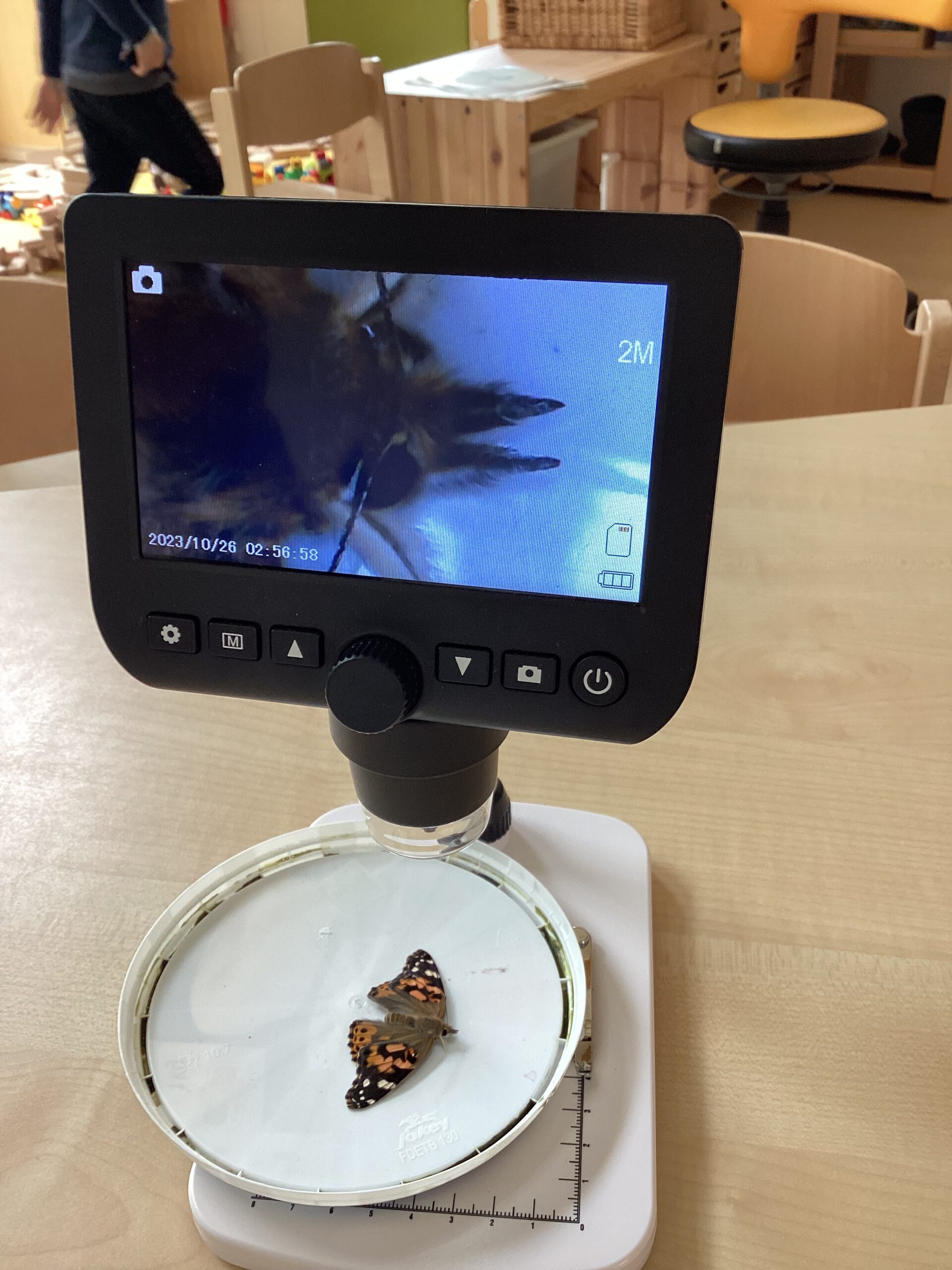 Schmetterling unter einem digitalen Mikroskop