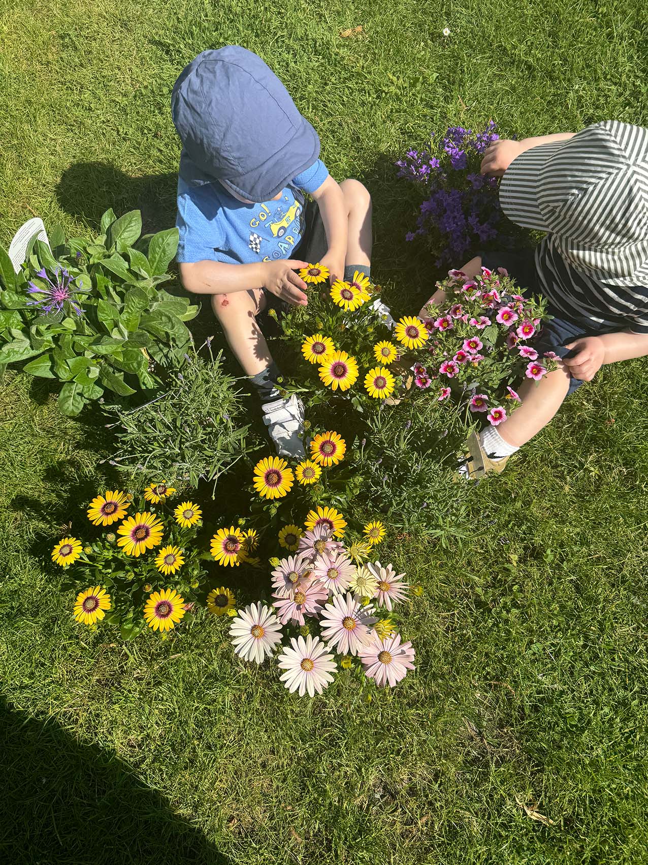 Die Kinder pflanzen Blumen für die Bienen.