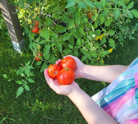 Ein Kind hält selbstgeerntete Tomaten.