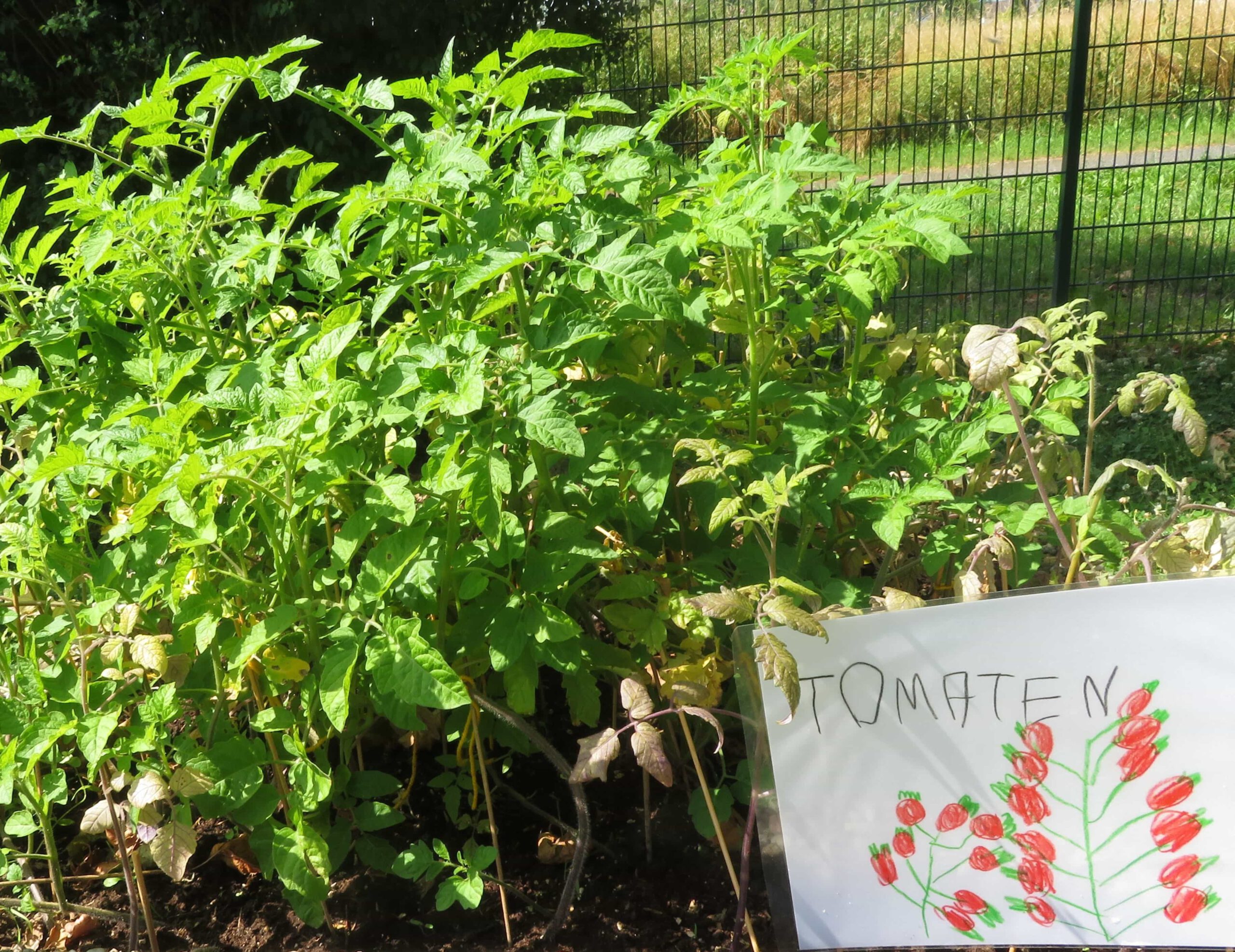 Tomatenpflanzen in einem Hochbeet