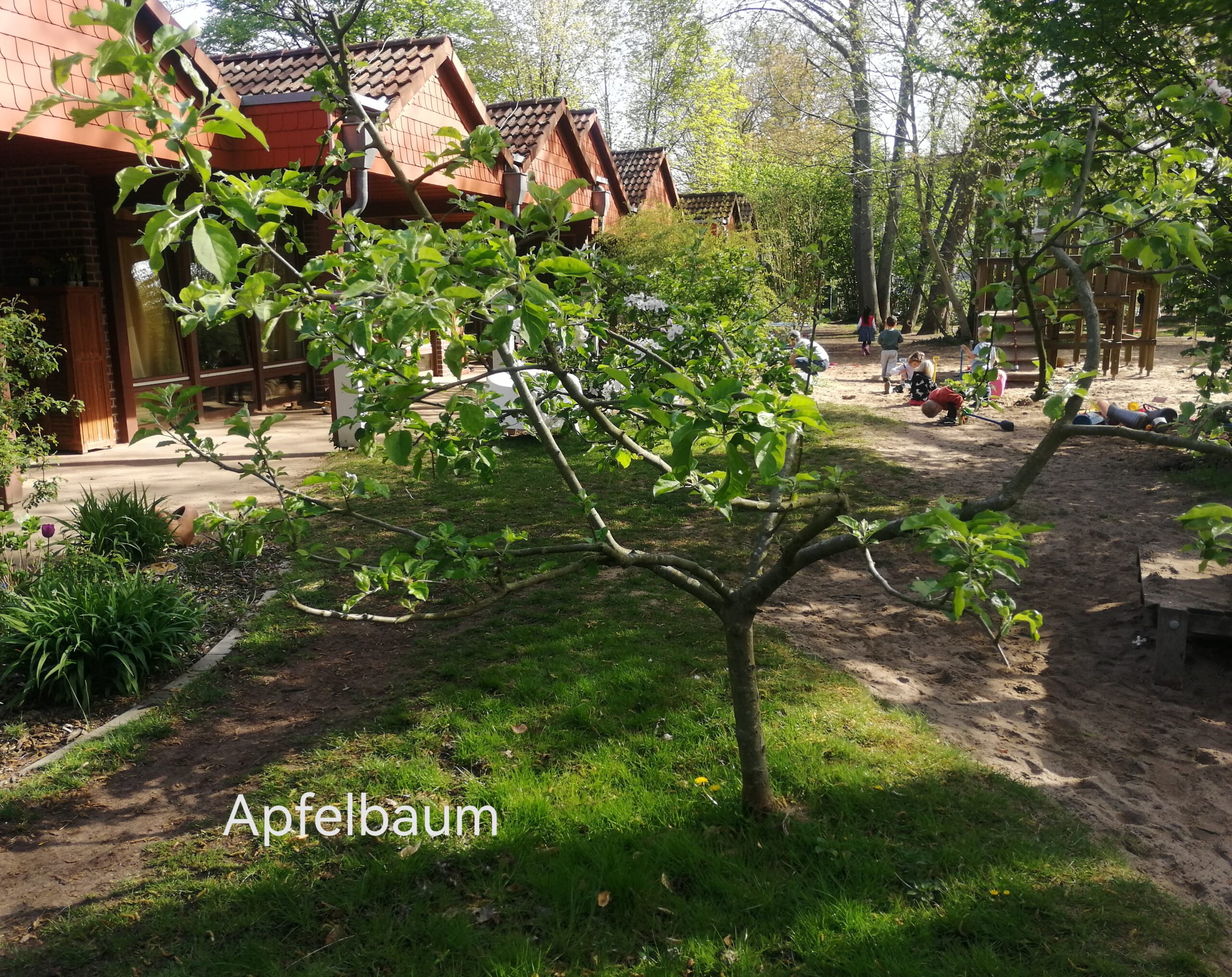 Ein Apfelbaum im Kita-Garten