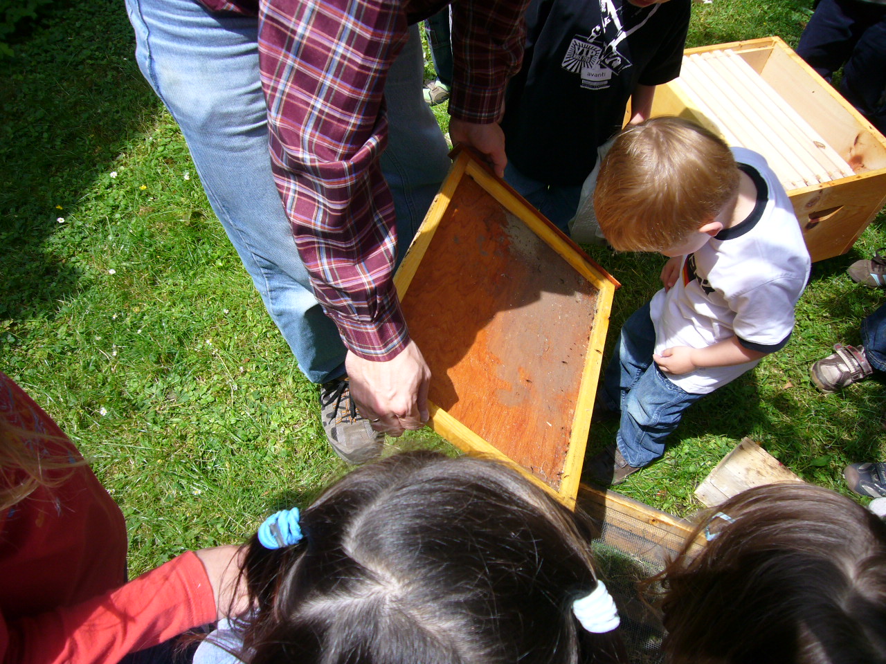 Kinder bewundern ein Bienenvolk