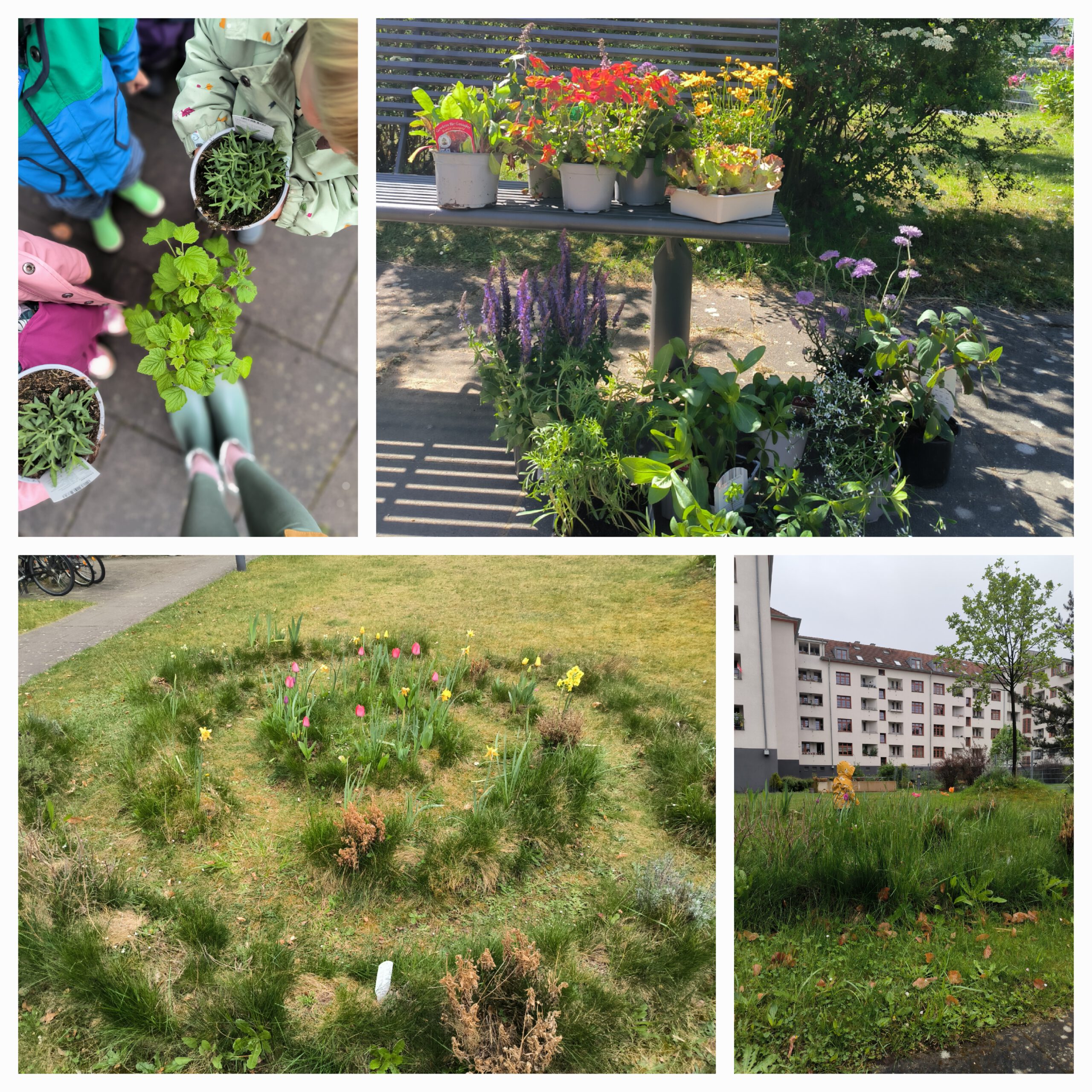 Bilder eines Großstadtgartens