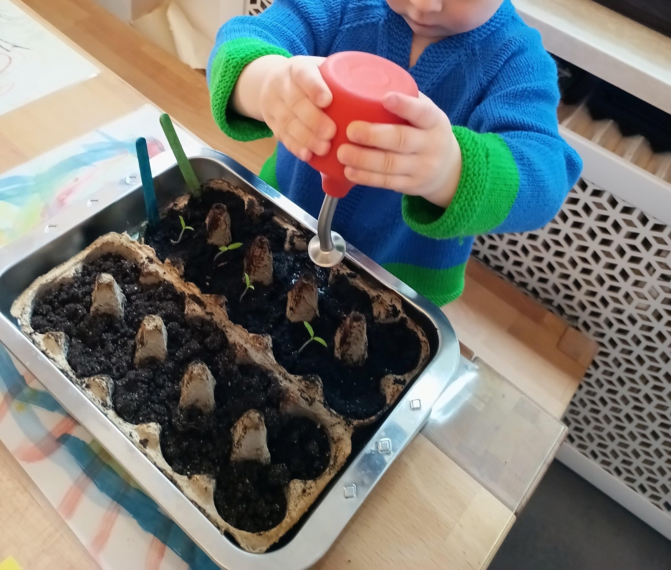 Ein Kind gießt Gemüse-Setzlinge in einem Eierkarton.