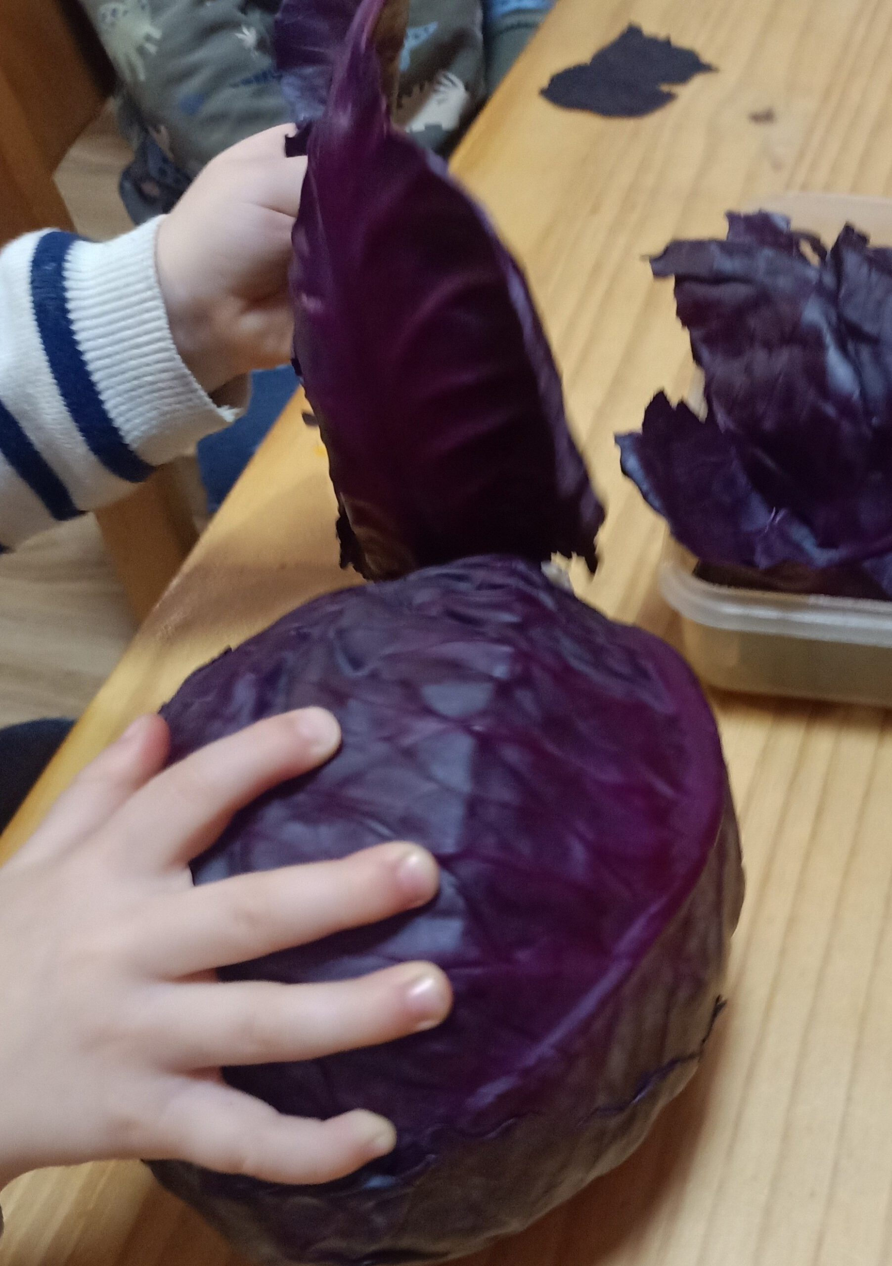 Ein Kind macht die Blätter von einem Rotkohl ab.