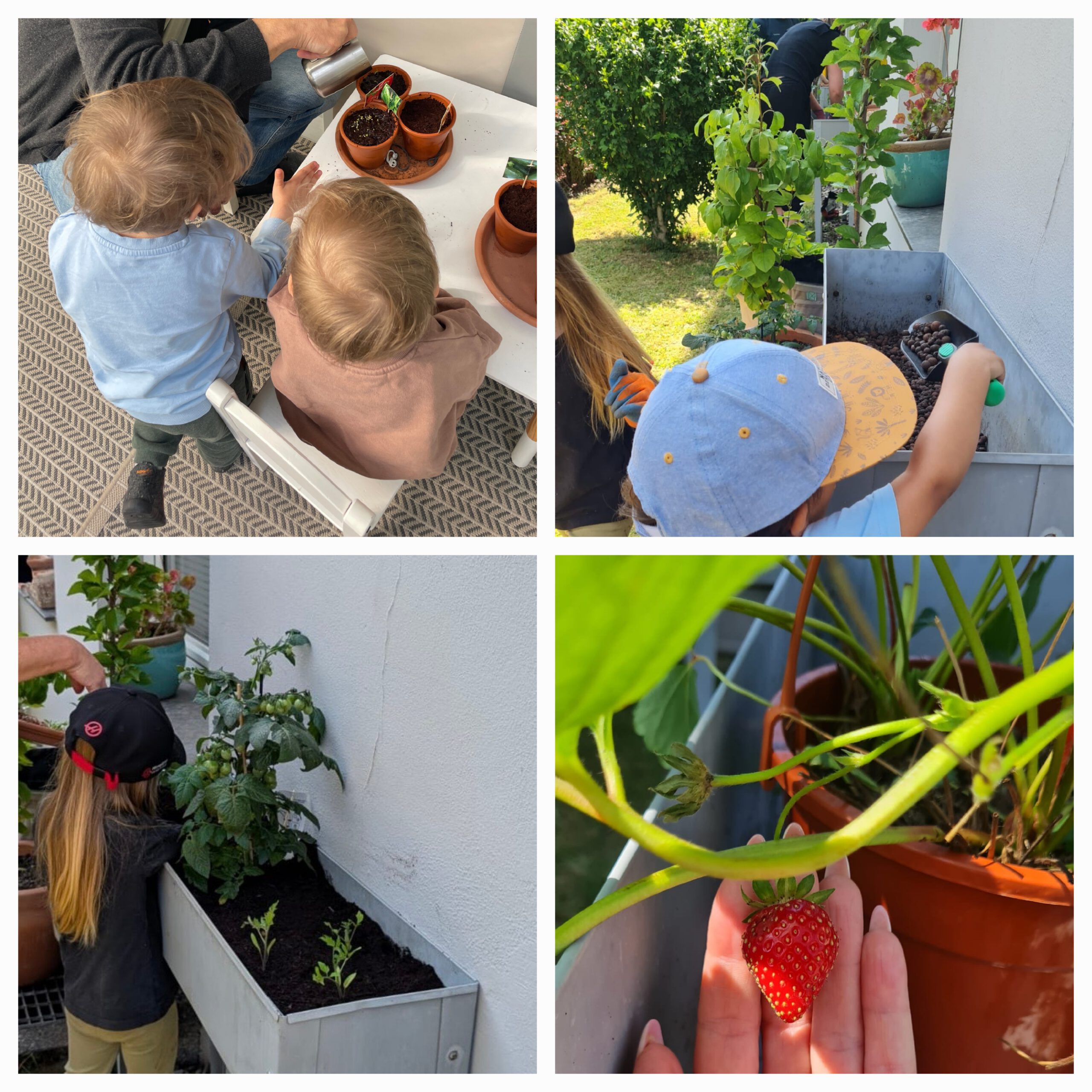 Collage: Kinder helfen beim Bepflanzen des Hochbeets mit.