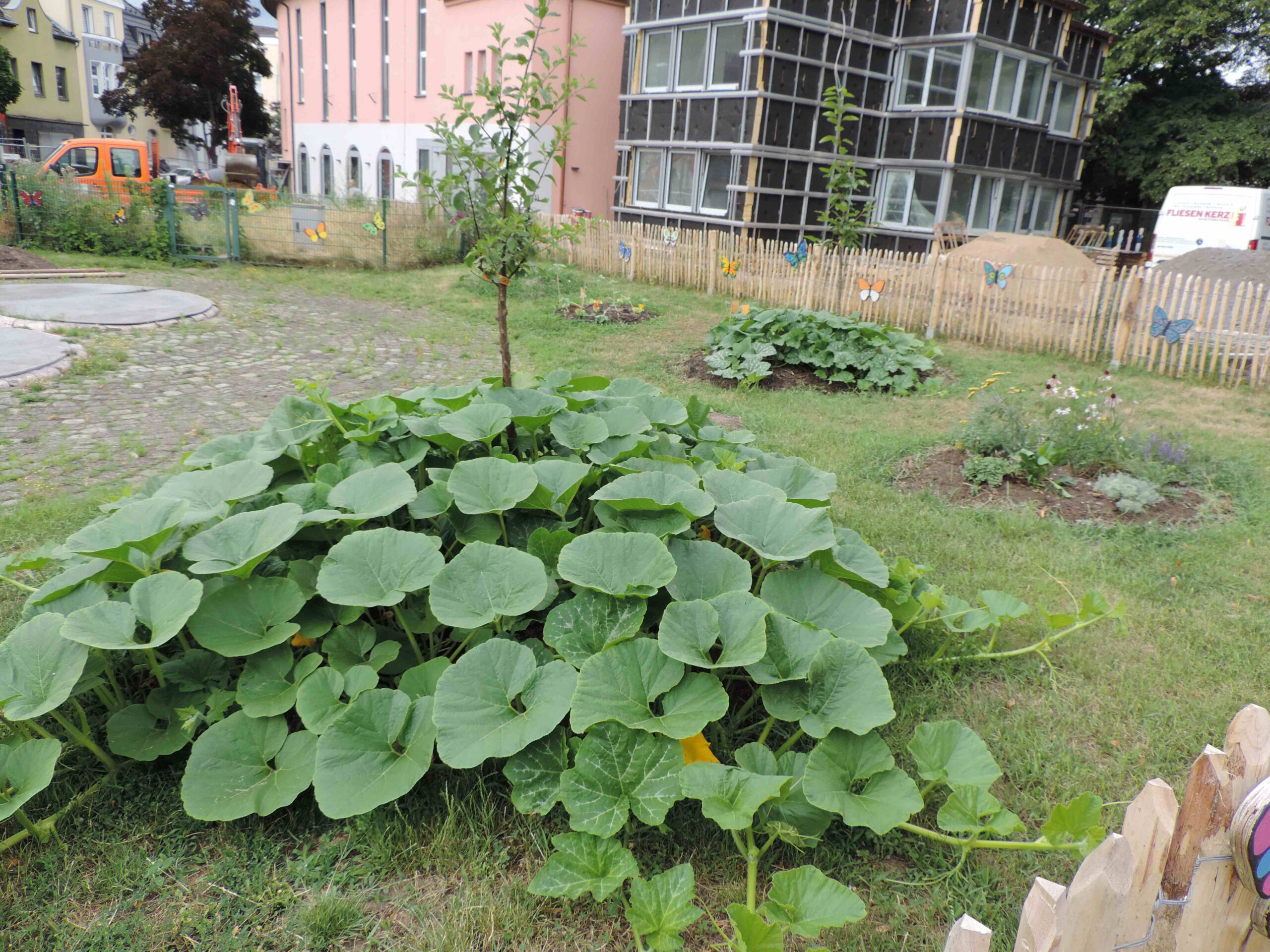 Garten mit Kürbispflanzen, kleinen Bäumen und kleinen Beeten, Häuser im Hintergrund