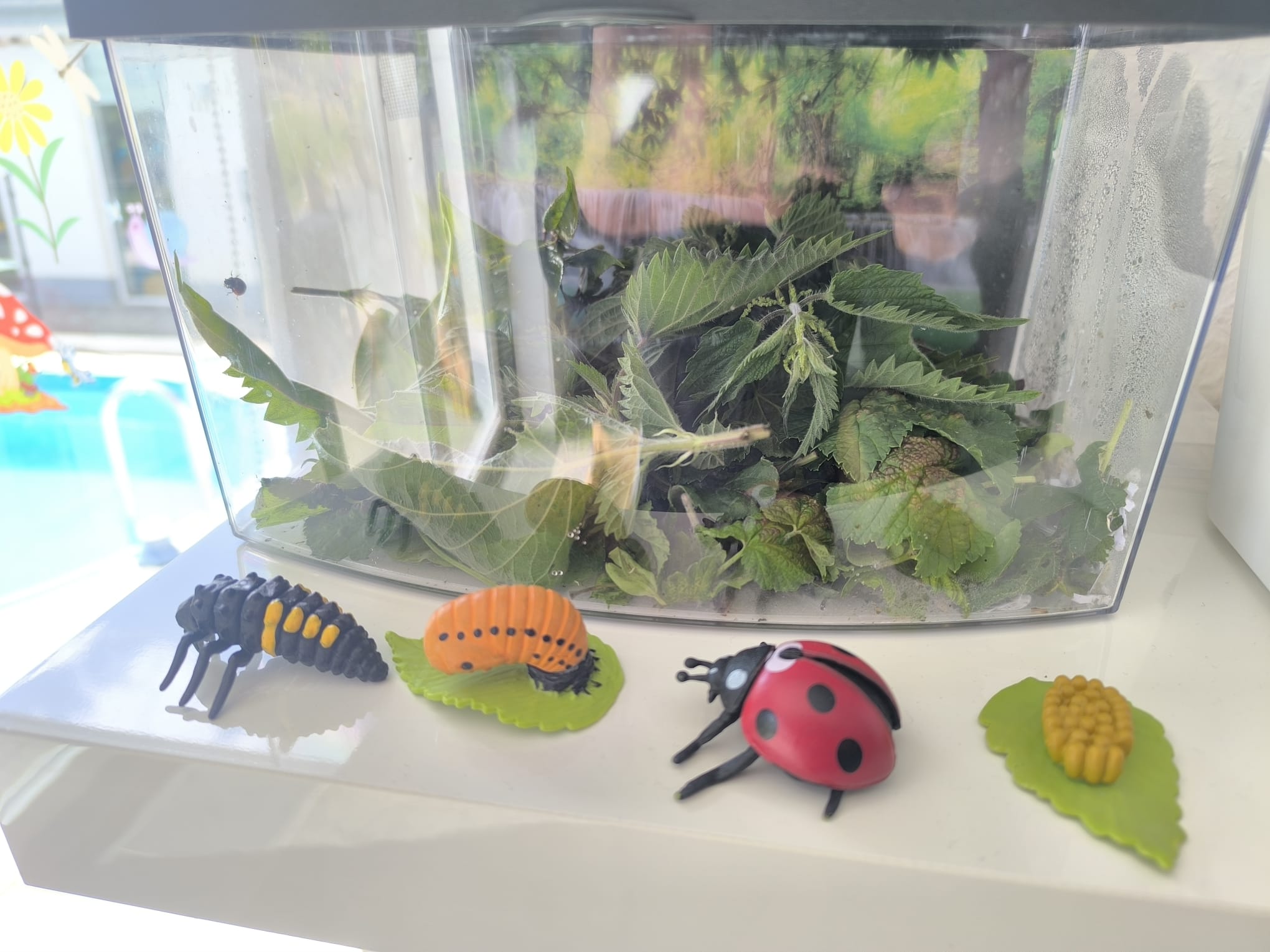 Ein Terrarium mit Marienkäfern und davor aus Plastik die vier Stadien der Marienkäfer