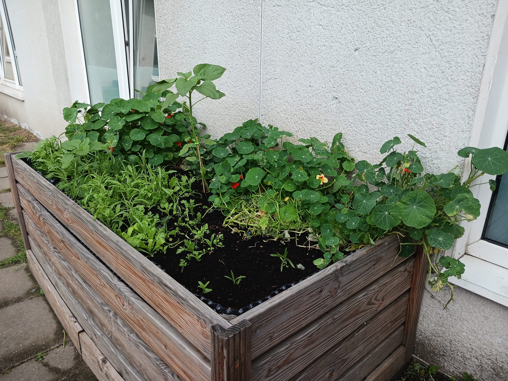 Ein Hochbeet mit Pflanzen, die Tieren und Menschen Nahrung bieten.