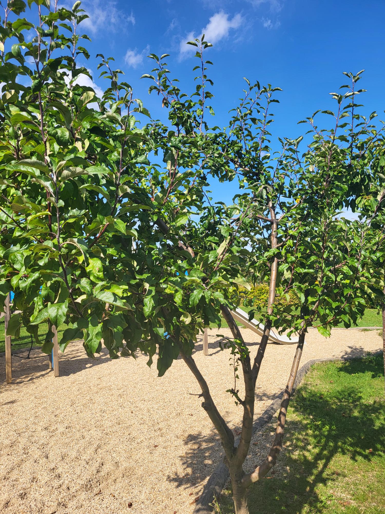 Ein Apfelbaum im Kita-Garten