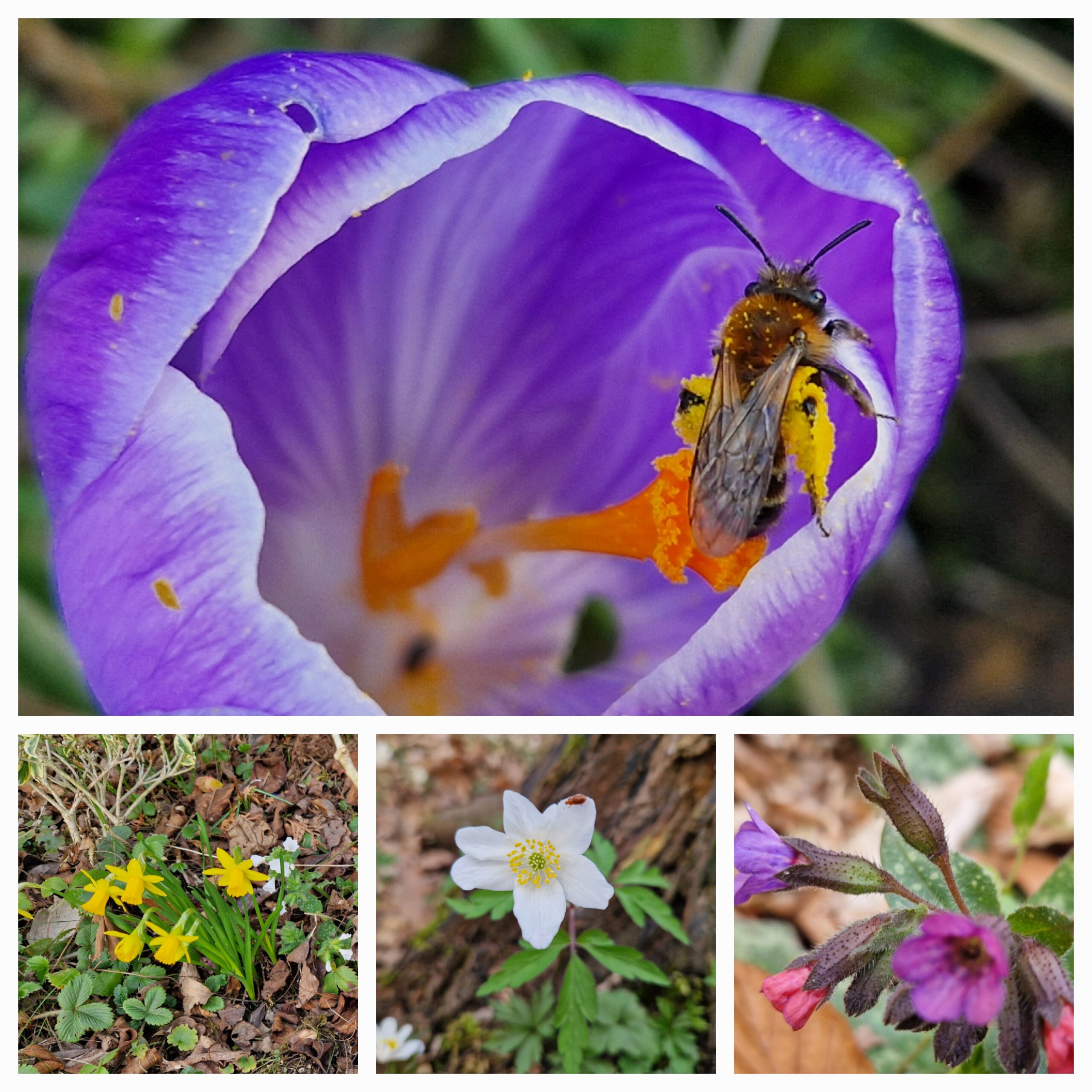 Eine Collage mit unterschiedlichen Frühblühern mit Insekten.