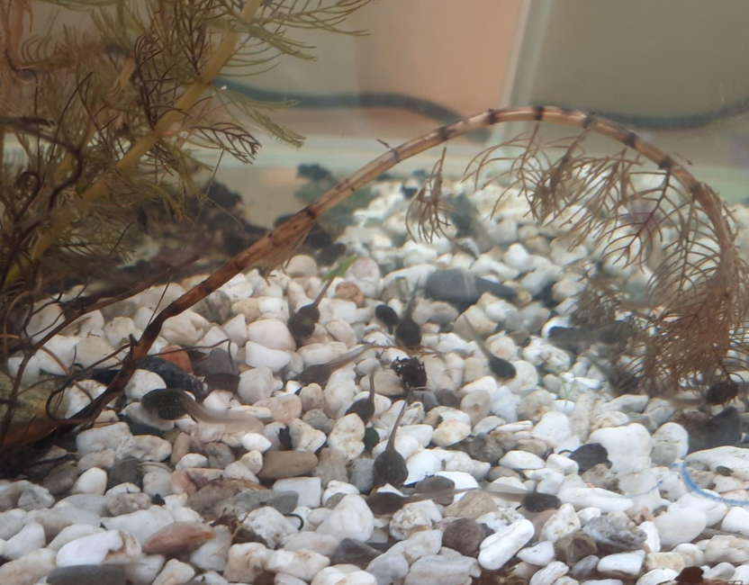 Kaulquappen in einem Aquarium